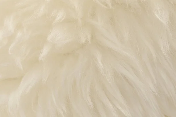 Fehér Állati Gyapjú Textúra Háttér Bézs Árnyalatú Természetes Gyapjú Plüss — Stock Fotó