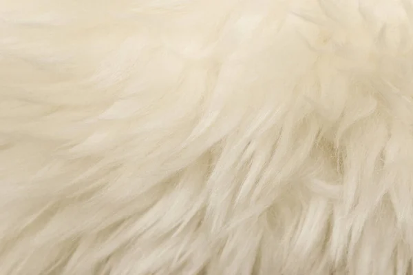 Λευκό Δέρμα Ζώου Φόντο Υφή Μπεζ Απόχρωση Φυσικό Μαλλί Κοντινή — Φωτογραφία Αρχείου
