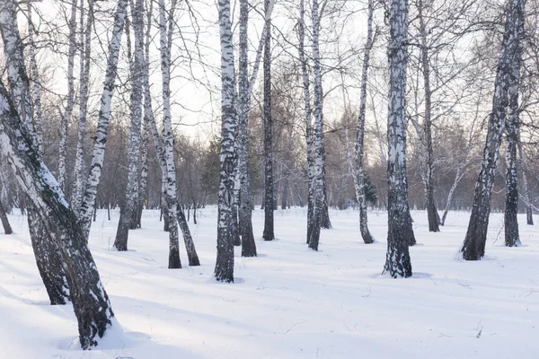 Kış ormanı, huş ağacı kış arka planı