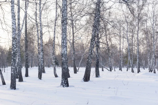 Kış ormanı, huş ağacı kış arka planı