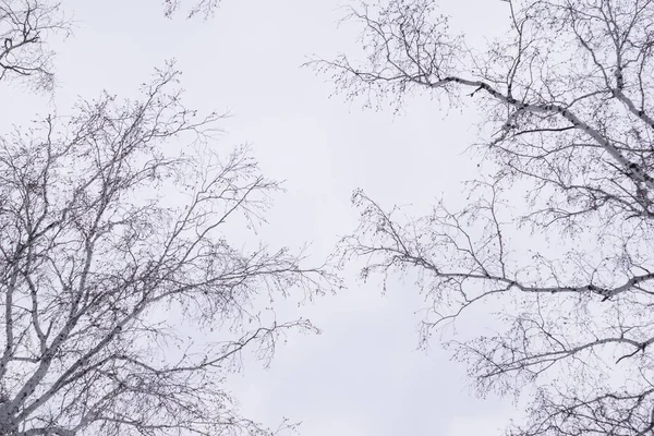 Floresta Inverno Vidoeiros Inverno Contra Céu Vista Baixo Para Cima — Fotografia de Stock