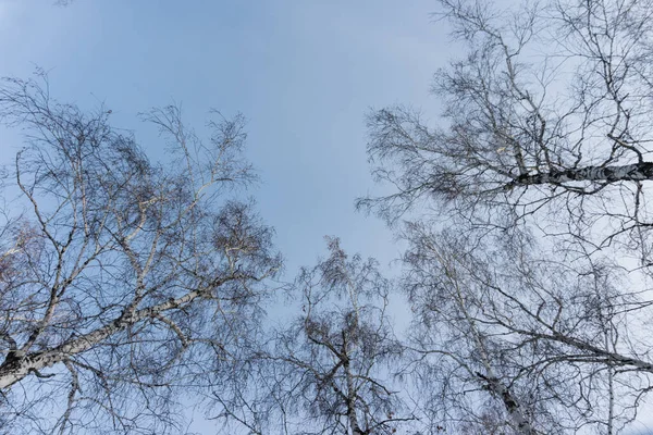 冬の森 空に対する冬の白樺 下からの眺め — ストック写真