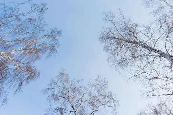 冬の森 空に対する冬の白樺 下からの眺め — ストック写真