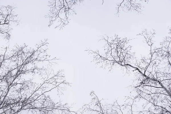 Floresta Inverno Vidoeiros Inverno Contra Céu Vista Baixo Para Cima — Fotografia de Stock