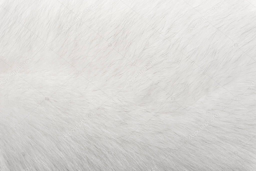 Natural animal fur background texture. white arctic (polar) fox wool close-up