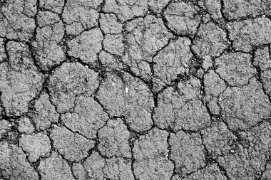 Parlak yeşil yapraklı çalılar. bahar arkaplanı 