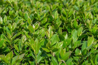 Parlak yeşil yapraklı çalılar. bahar arkaplanı 