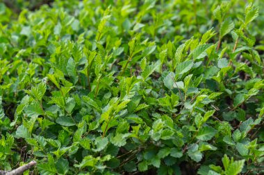 Parlak yeşil yapraklı çalılar. bahar arkaplanı 