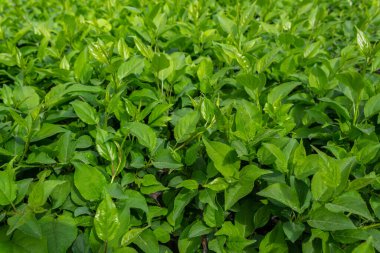 Parlak yeşil yapraklı çalılar. bahar arkaplanı 