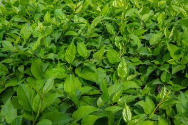 Parlak yeşil yapraklı çalılar. bahar arkaplanı 