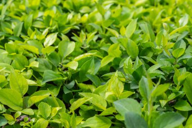 Parlak yeşil yapraklı çalılar. bahar arkaplanı 