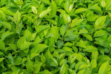 Parlak yeşil yapraklı çalılar. bahar arkaplanı 