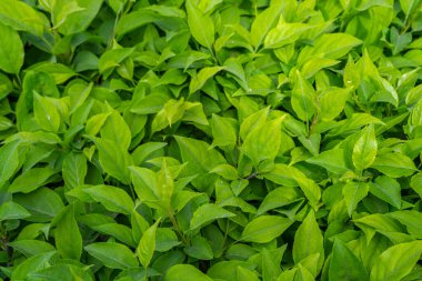 Parlak yeşil yapraklı çalılar. bahar arkaplanı 