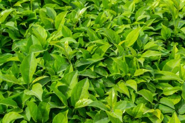 Parlak yeşil yapraklı çalılar. bahar arkaplanı 