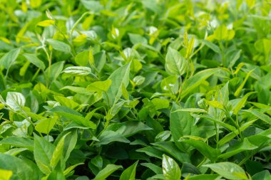 Parlak yeşil yapraklı çalılar. bahar arkaplanı 