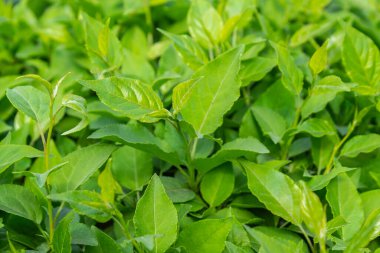 Parlak yeşil yapraklı çalılar. bahar arkaplanı 