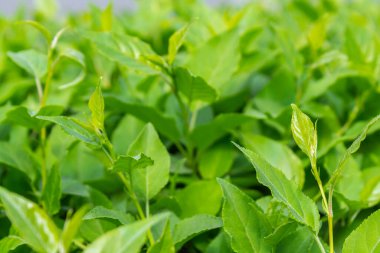 Parlak yeşil yapraklı çalılar. bahar arkaplanı 