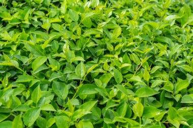 Parlak yeşil yapraklı çalılar. bahar arkaplanı 