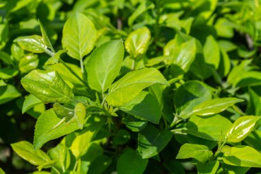 Parlak yeşil yapraklı çalılar. bahar arkaplanı 