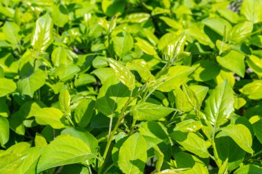 Parlak yeşil yapraklı çalılar. bahar arkaplanı 