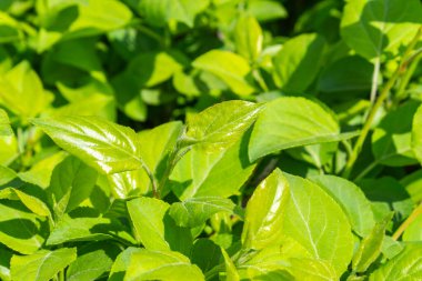 Parlak yeşil yapraklı çalılar. bahar arkaplanı 