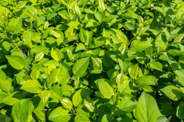 Parlak yeşil yapraklı çalılar. bahar arkaplanı 