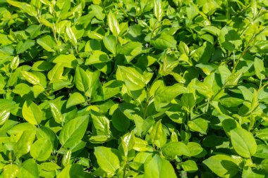 Parlak yeşil yapraklı çalılar. bahar arkaplanı 