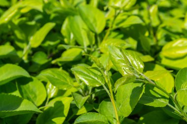 Parlak yeşil yapraklı çalılar. bahar arkaplanı 