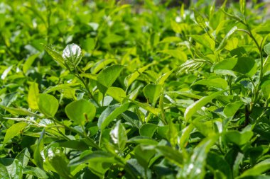 Parlak yeşil yapraklı çalılar. bahar arkaplanı 