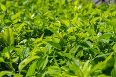 Parlak yeşil yapraklı çalılar. bahar arkaplanı 