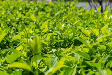 Parlak yeşil yapraklı çalılar. bahar arkaplanı 