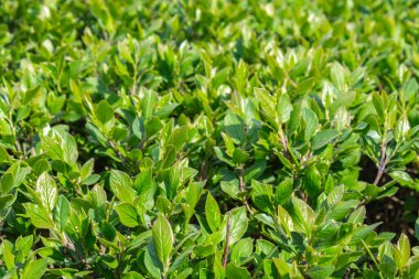 Parlak yeşil yapraklı çalılar. bahar arkaplanı 