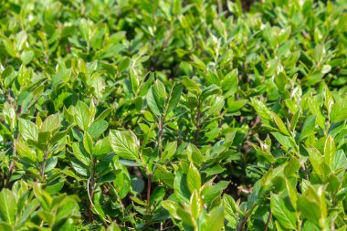 Parlak yeşil yapraklı çalılar. bahar arkaplanı 