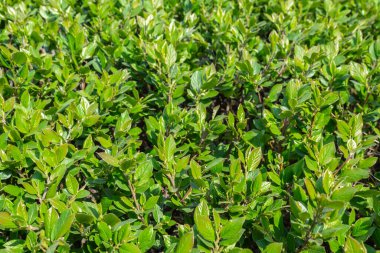 Parlak yeşil yapraklı çalılar. bahar arkaplanı 