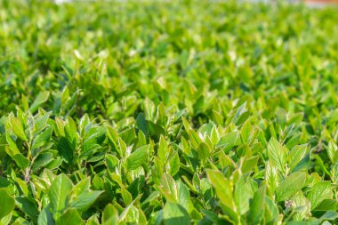 Parlak yeşil yapraklı çalılar. bahar arkaplanı 