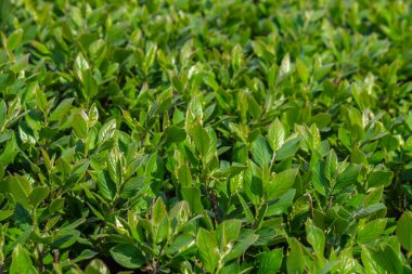 Parlak yeşil yapraklı çalılar. bahar arkaplanı 