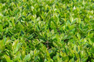 Parlak yeşil yapraklı çalılar. bahar arkaplanı 