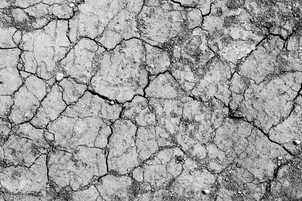 Parlak yeşil yapraklı çalılar. bahar arkaplanı 