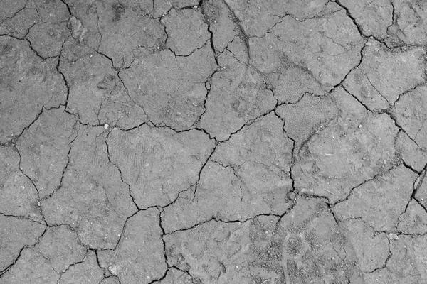 Parlak yeşil yapraklı çalılar. bahar arkaplanı 