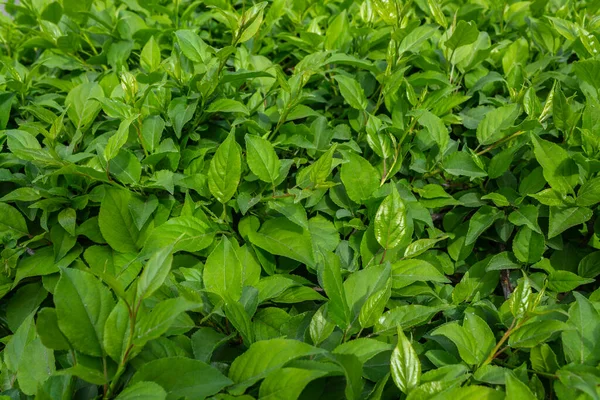 Parlak yeşil yapraklı çalılar. bahar arkaplanı 