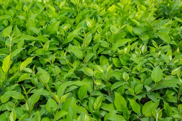 Parlak yeşil yapraklı çalılar. bahar arkaplanı 
