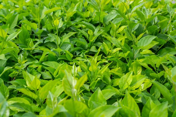 Parlak yeşil yapraklı çalılar. bahar arkaplanı 