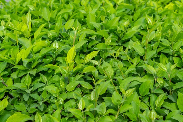 Parlak yeşil yapraklı çalılar. bahar arkaplanı 