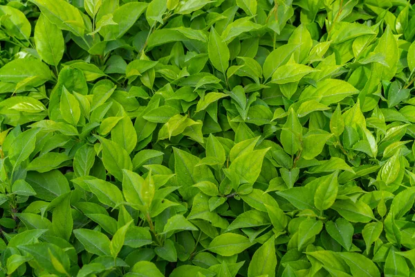 Parlak yeşil yapraklı çalılar. bahar arkaplanı 