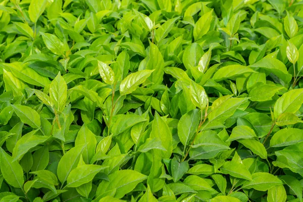 Parlak yeşil yapraklı çalılar. bahar arkaplanı 