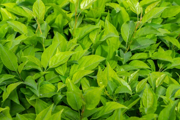 Parlak yeşil yapraklı çalılar. bahar arkaplanı 