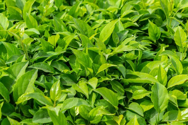 Parlak yeşil yapraklı çalılar. bahar arkaplanı 