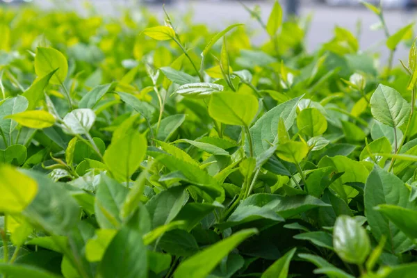 Parlak yeşil yapraklı çalılar. bahar arkaplanı 