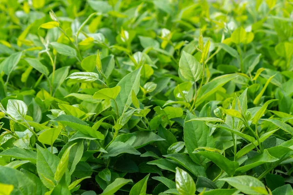 Parlak yeşil yapraklı çalılar. bahar arkaplanı 