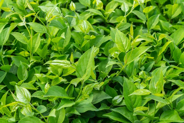 Parlak yeşil yapraklı çalılar. bahar arkaplanı 